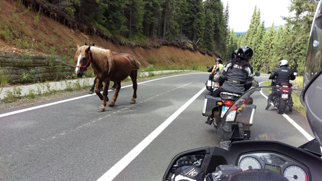 ROMOTOUR | Tierische Begegnung auf der Rumänien-Motorradreise mit Käpt'n Eddy