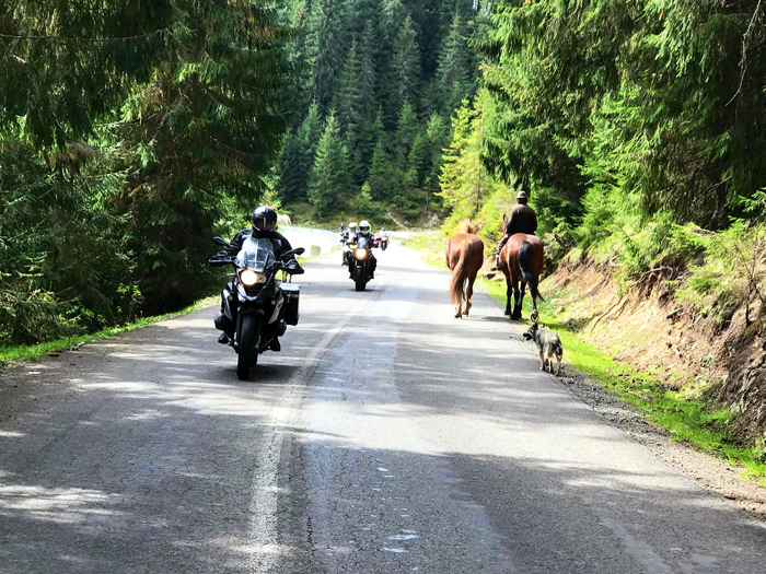 Motorradfahrer auf Motorradtour in Griechenland treffen auf Pferde im Gegenverkehr auf einer Straße durch den Wald